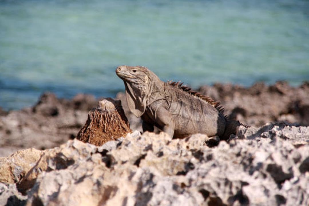 Bewohner des Abschnittes Cayo Iguana Hotel Cayo Largo del Sol