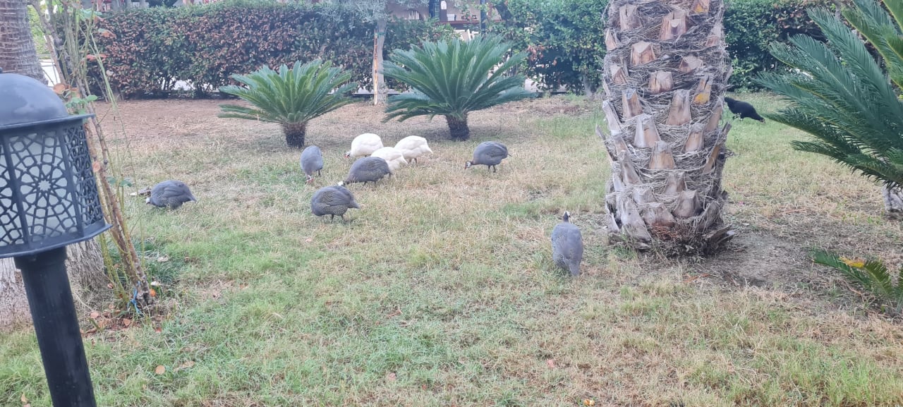 Gartenanlage Seaden Sea World Resort & Spa