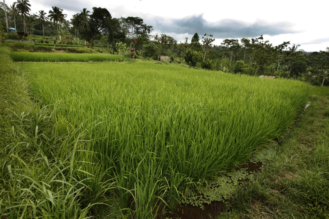 Sonstiges Bagus Jati Health & Wellbeing Retreat