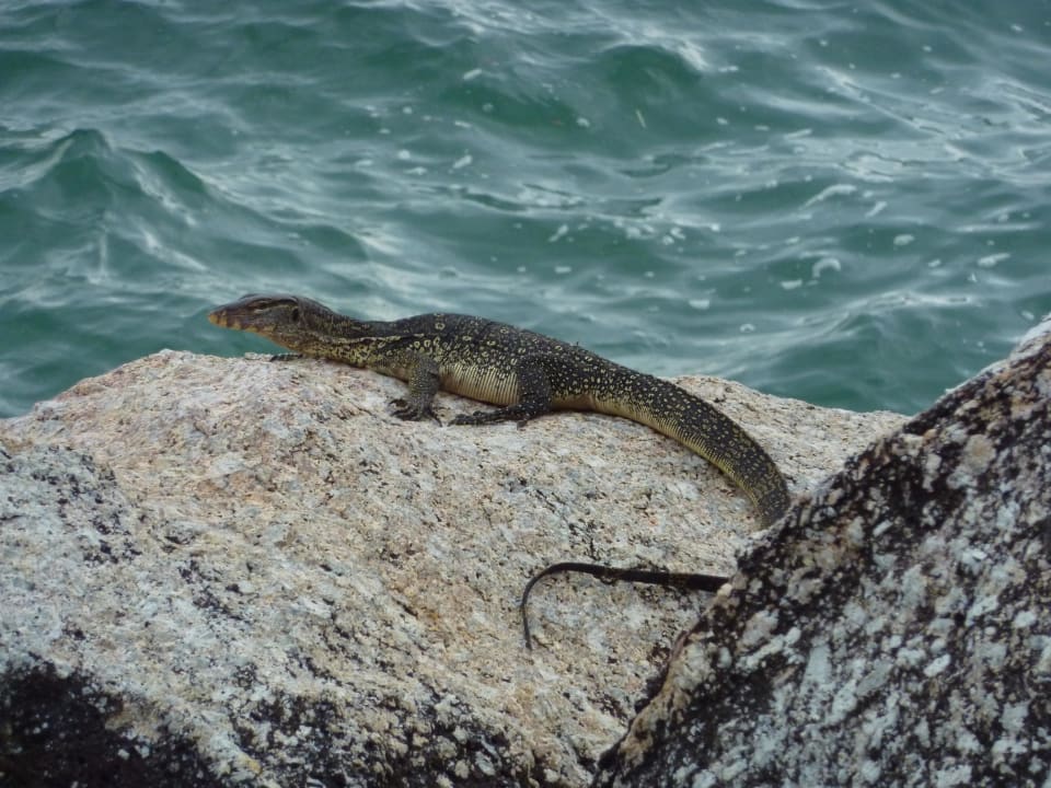 Leguan beim Sonnen Hotel Pangkor Laut Resort/Estates