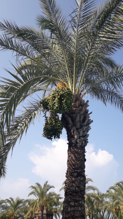 Außenansicht Sunis Kumköy Beach Resort Hotel & Spa