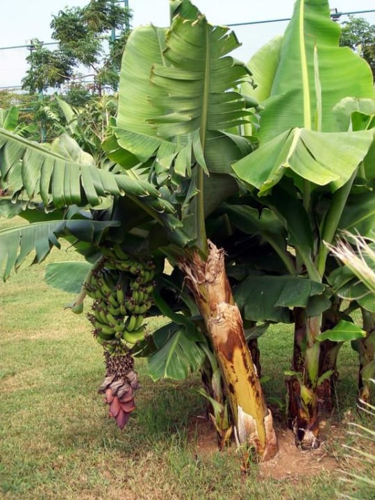 Bananenstauden Vita Silva Hotel