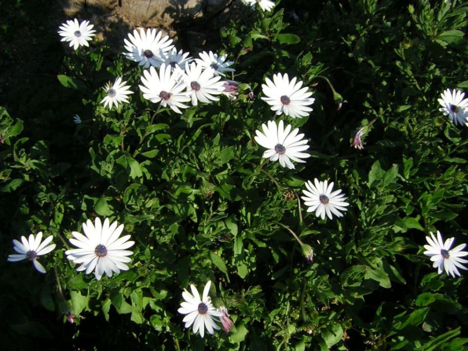 Garten-Motiv Gardenia Hotel