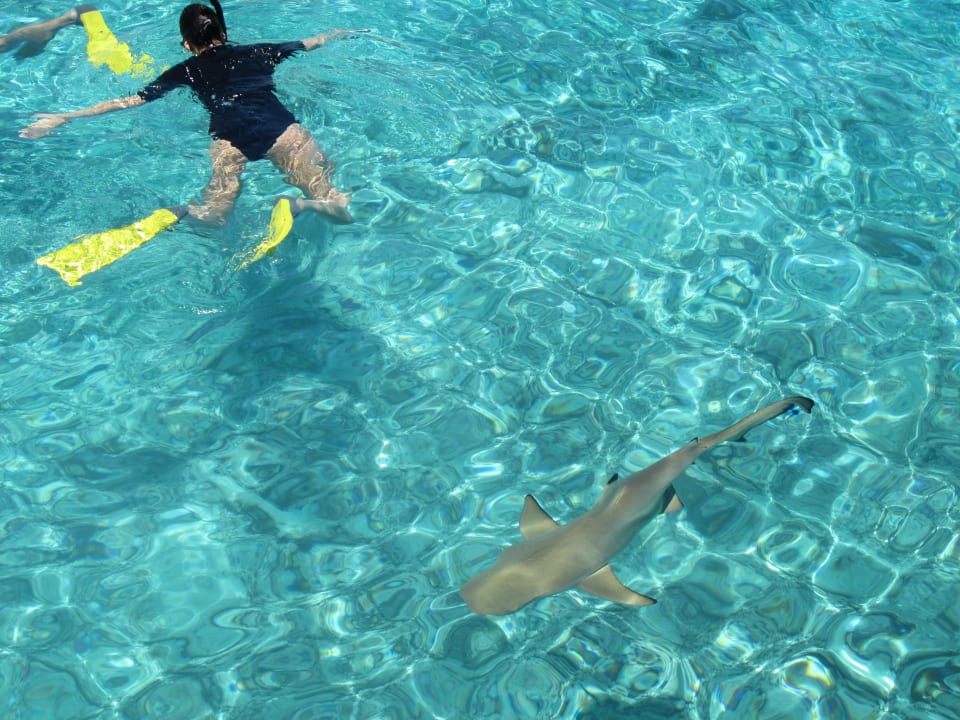 Schnorcheln mit Haien Kuramathi Maldives