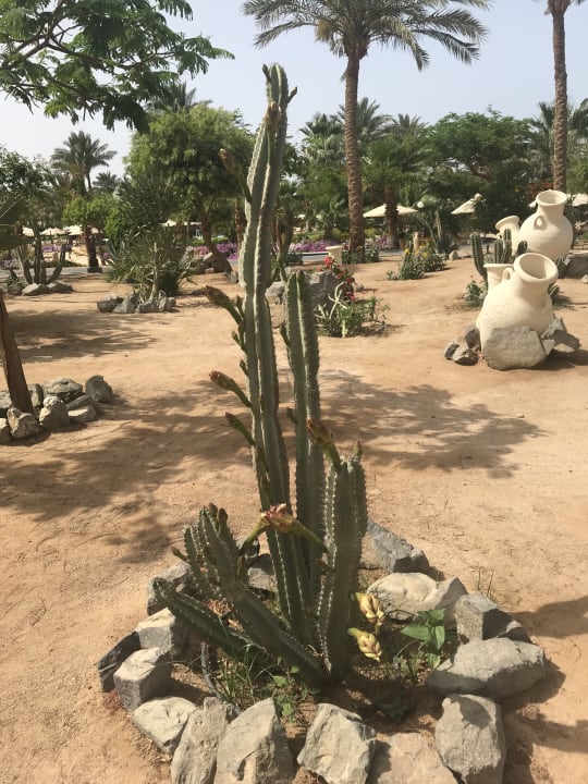 Gartenanlage Steigenberger Aqua Magic