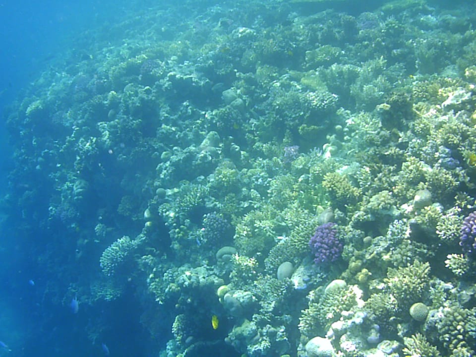 Sport & Freizeit Pickalbatros Citadel Resort