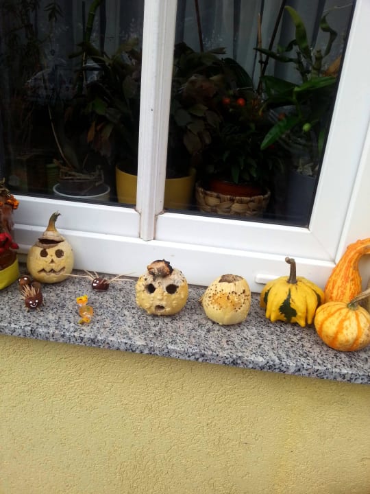 Kuriosität beim Spaziergang endeckt Bauernhof & Pension Haus Ibe