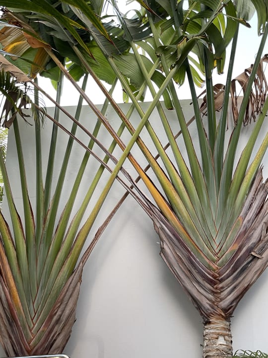 Gartenanlage Hotel Riu Palace Meloneras