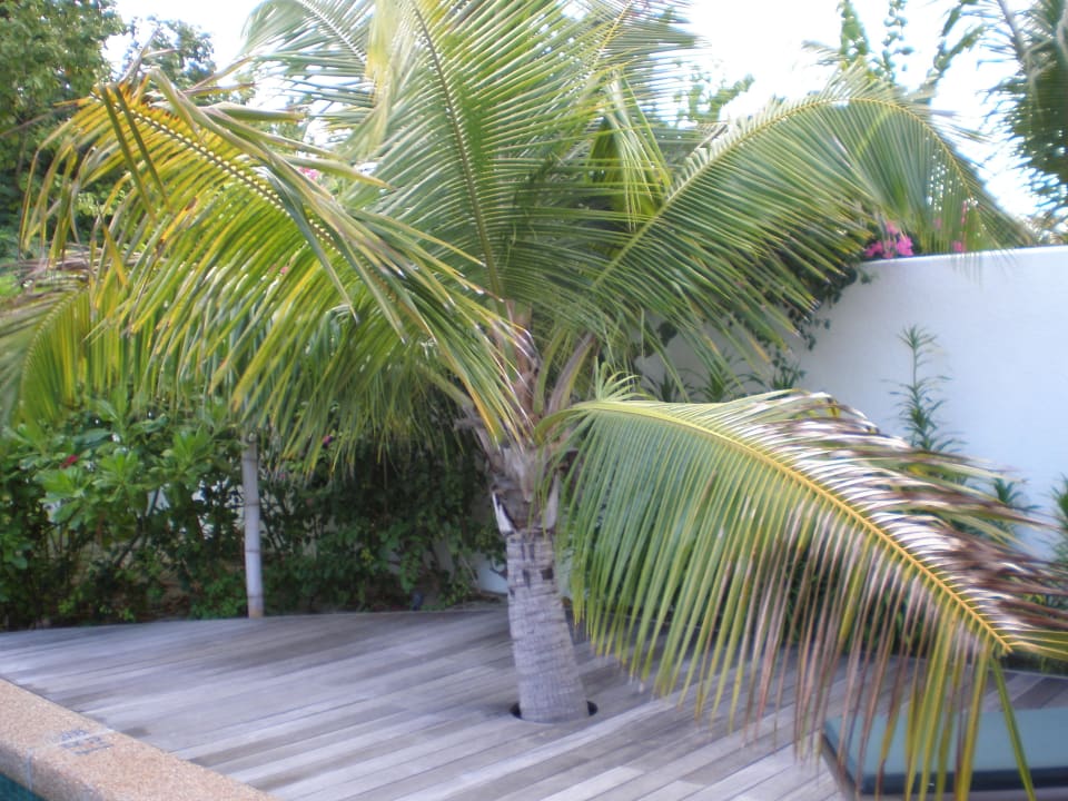 Wunderschöne Palme Kuredu Island Resort & Spa