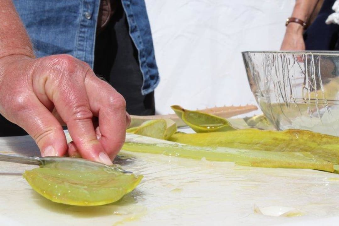 Kreativangebot: Herstellung eines Aloe-Vera-Gels z Apartamentos Tamarindos
