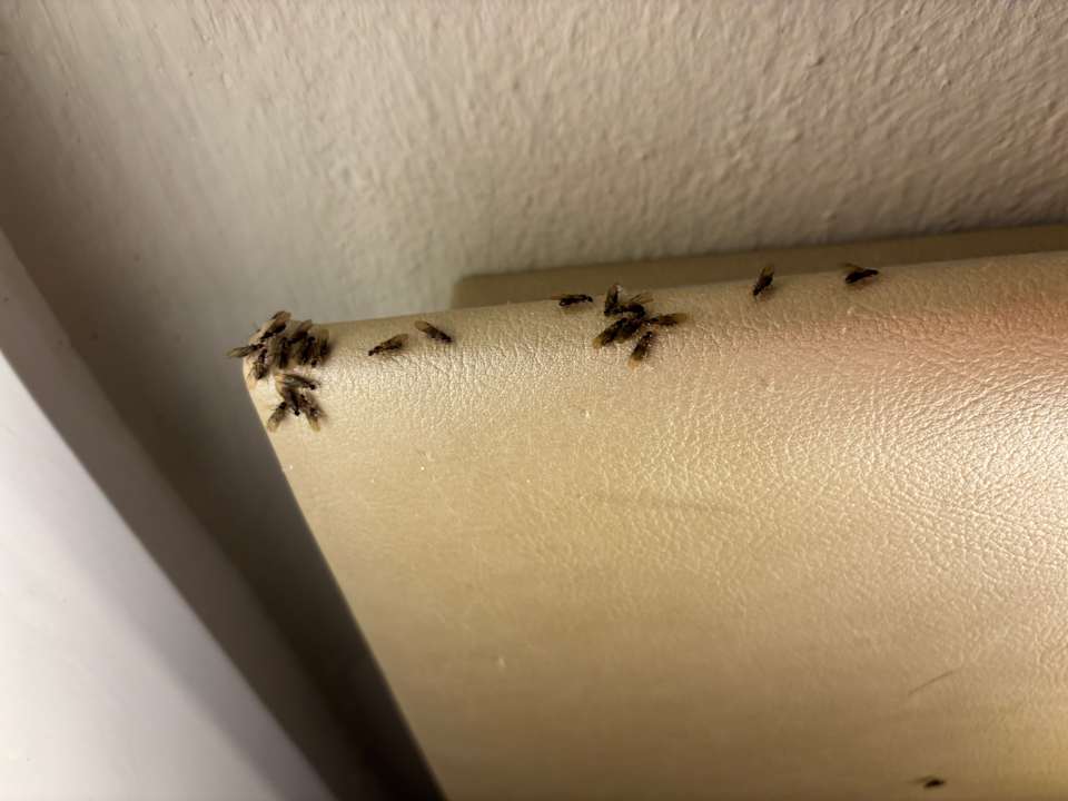 Sonstiges Aldiana Club Fuerteventura