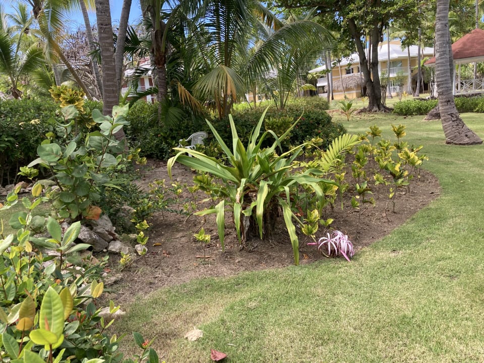 Gartenanlage Hotel Grand Palladium Palace Resort, Spa & Casino