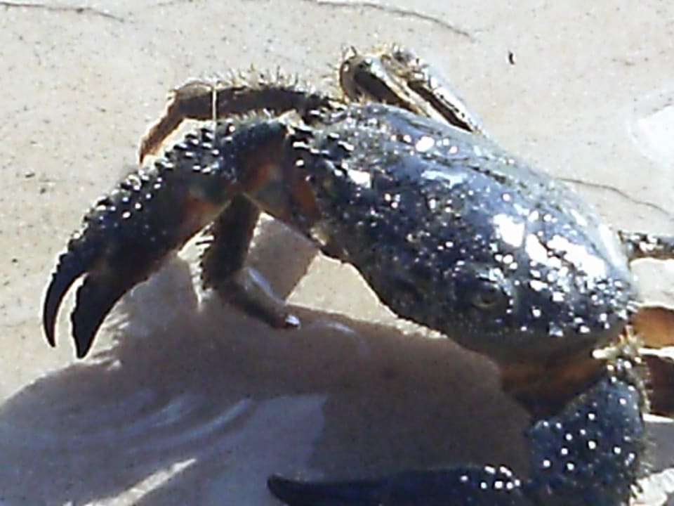 Ein Prachtexemplar Hotel El Mouradi Djerba Menzel