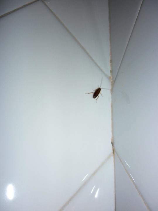 Kakerlake im Bad Memories Miramar Havana