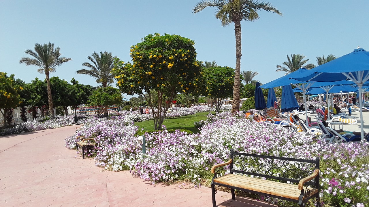 Gartenanlage Desert Rose