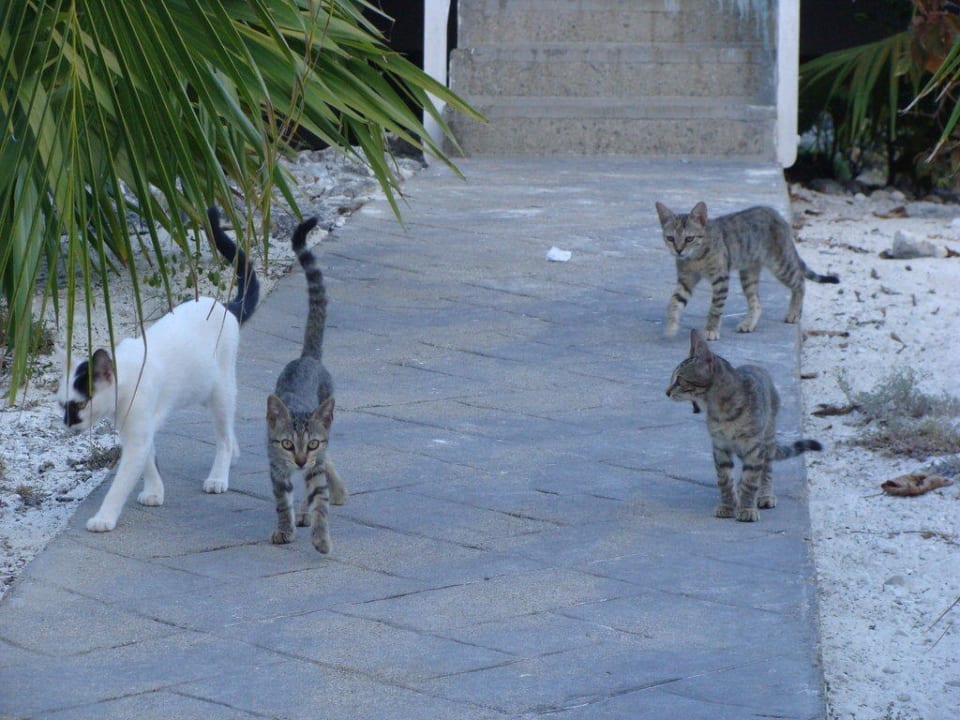 Süße Gartenbewohner Hotel Cayo Largo del Sol