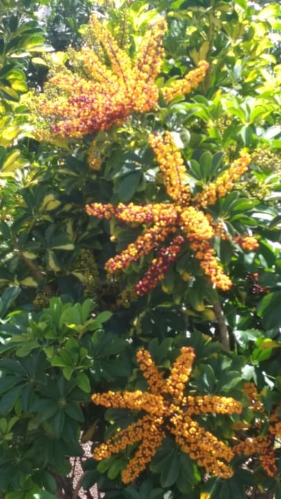 Gartenanlage HL Suitehotel Playa del Ingles