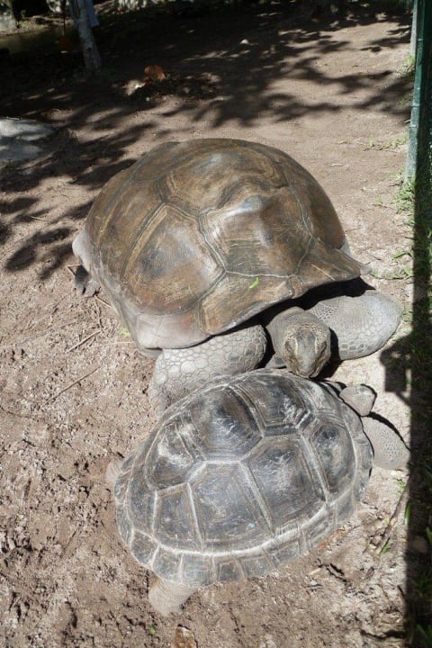 Riesenschildkröten im Garten Constance Ephelia