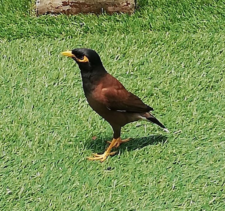 Sonstiges Moracea by Khao Lak Resort