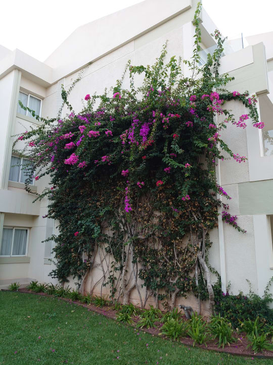 Gartenanlage Hipotels Mediterraneo Club