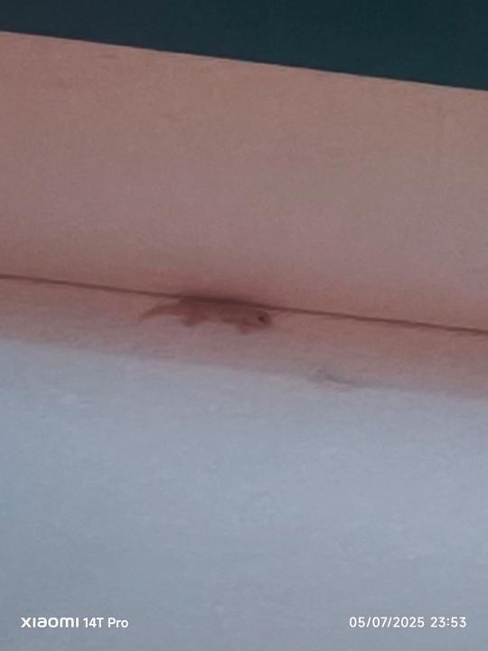 Zimmer Side Star Elegance