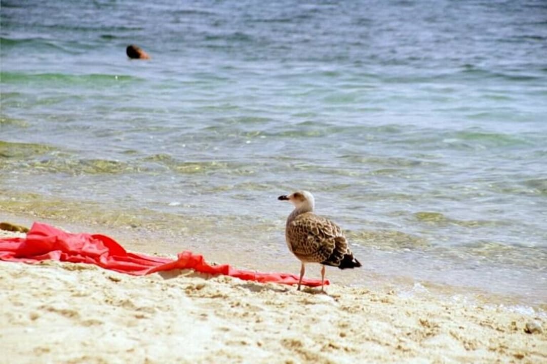 Moewe Akti Ouranoupolis