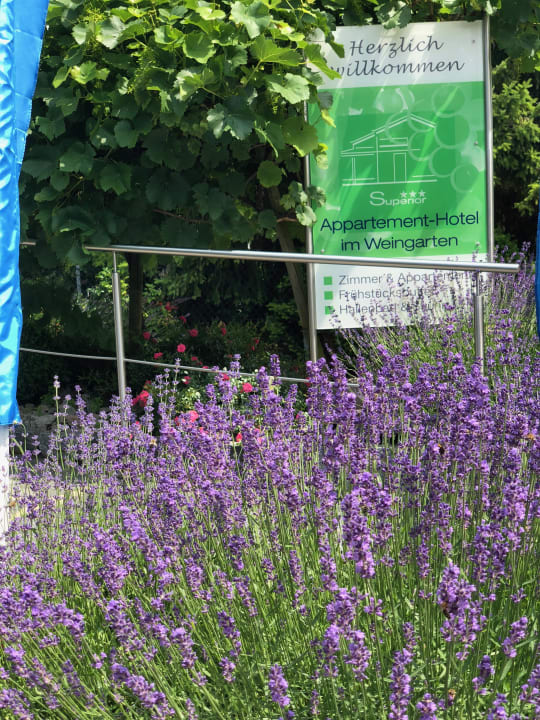 Gartenanlage Boutique-Hotel im Weingarten
