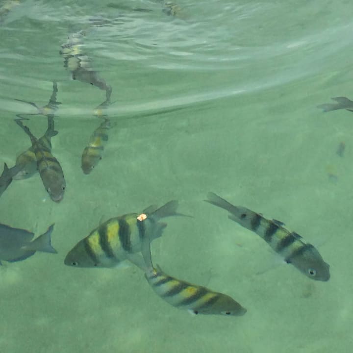 Man schwimmt mit Fischen Bahia Principe Grand El Portillo