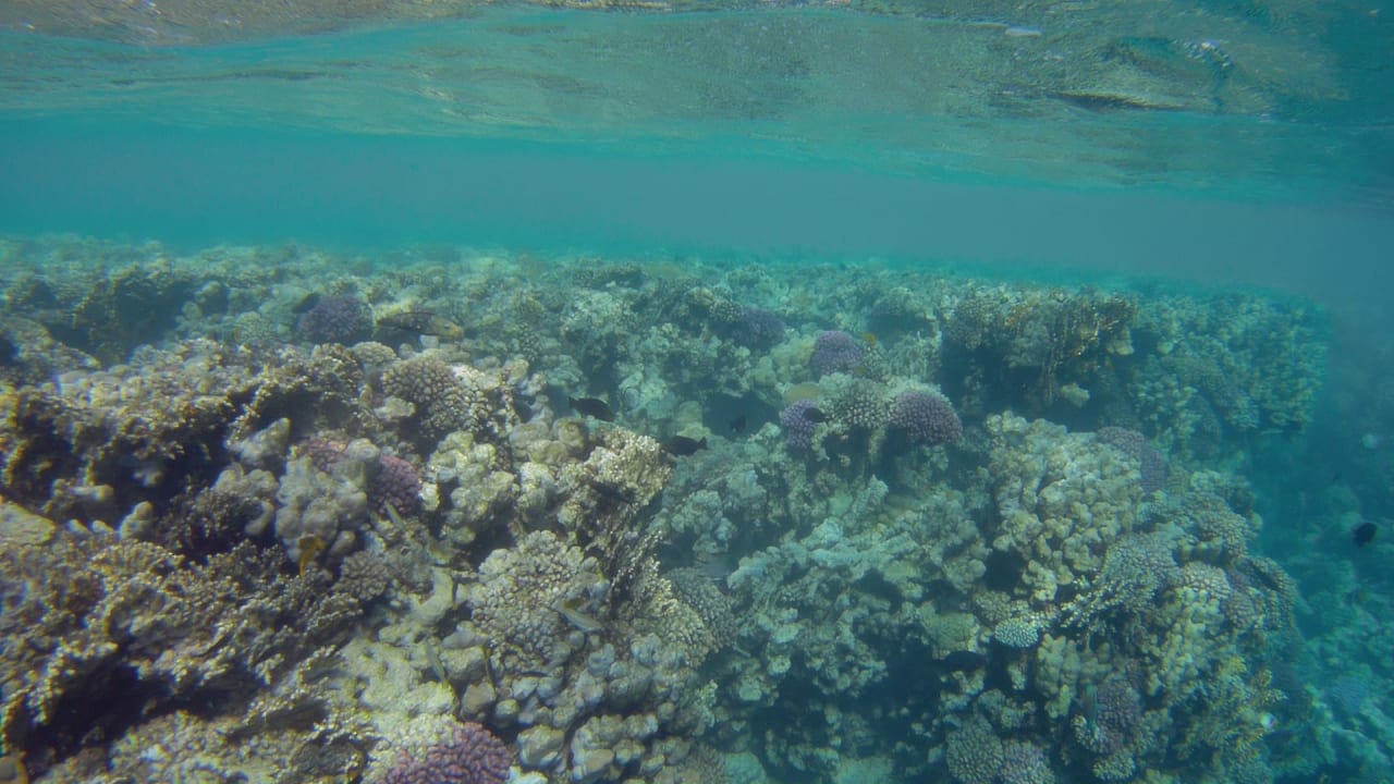 Sport & Freizeit Hotel Gorgonia Beach Resort