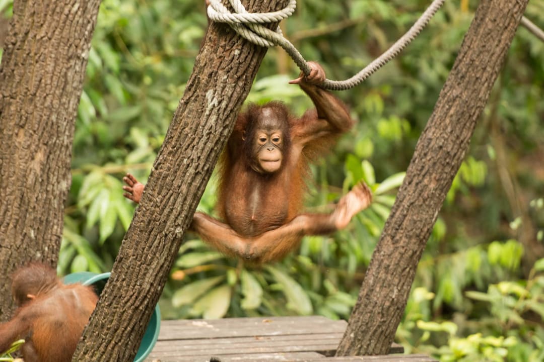 Orang-Utan  Shangri-La's Rasa Ria Resort & Spa