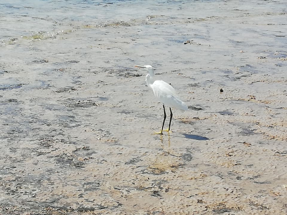 Strand Makadi Spa - Adults only
