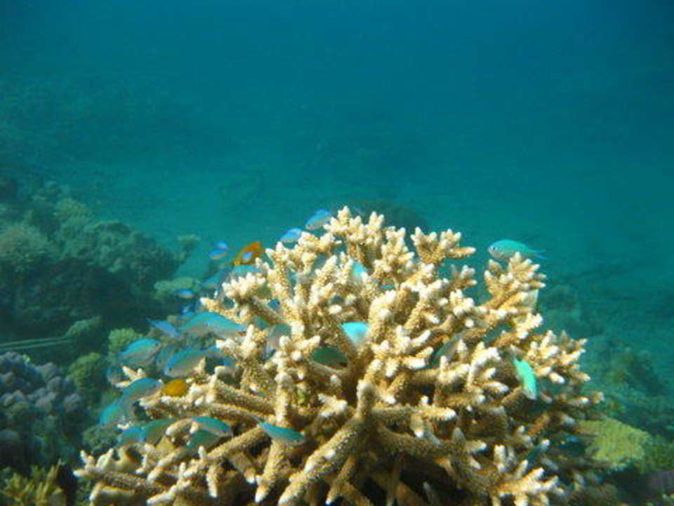 Beim Schnorcheln am Strand Pondok Sari Beach Resort & Spa