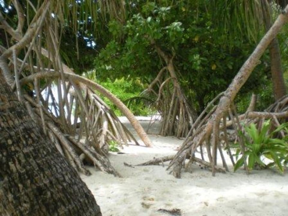 Baumwurzeln Kuramathi Maldives