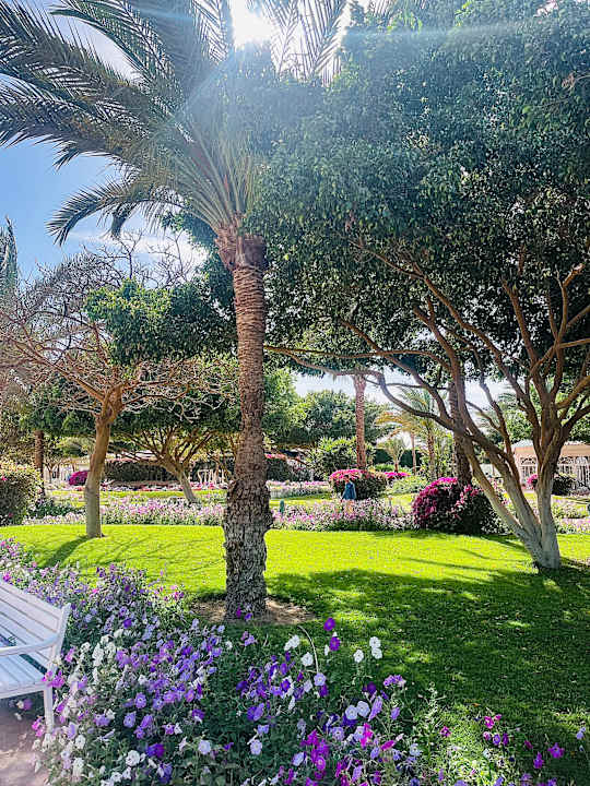 Gartenanlage Desert Rose