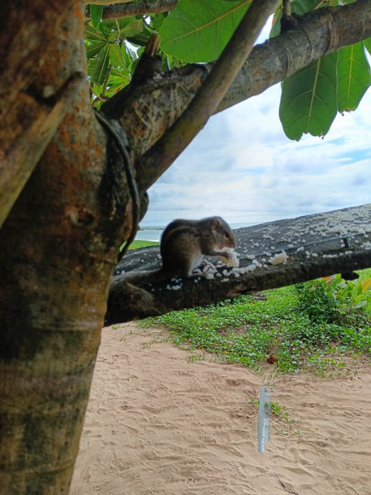 Gartenanlage Pandanus Beach Resort & Spa