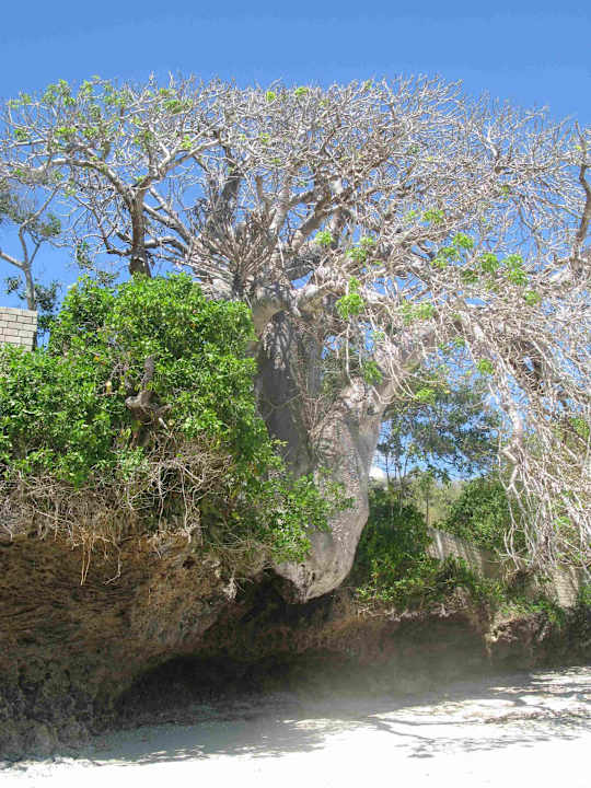 Baum am Felsstrand Salama Beach Resort