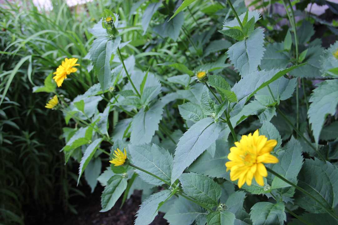 Blüten im Herbst Villa Relax - Ferienwohnungen mit Hallenbad & Relaxgarten
