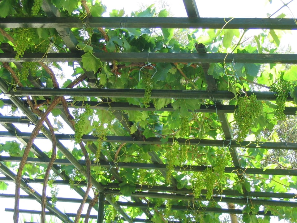 Weinreben Hotel Limnionas Bay Village