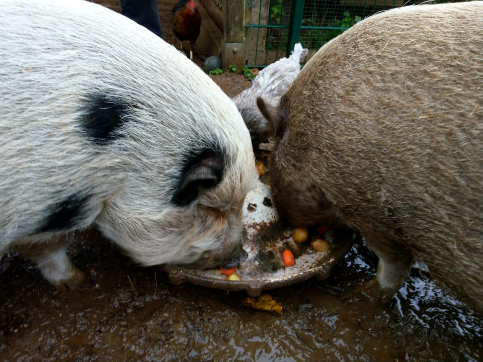 Sonstiges Ferienhof Grieshof