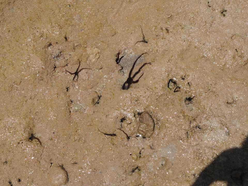 Seesterne Pickalbatros Citadel Resort