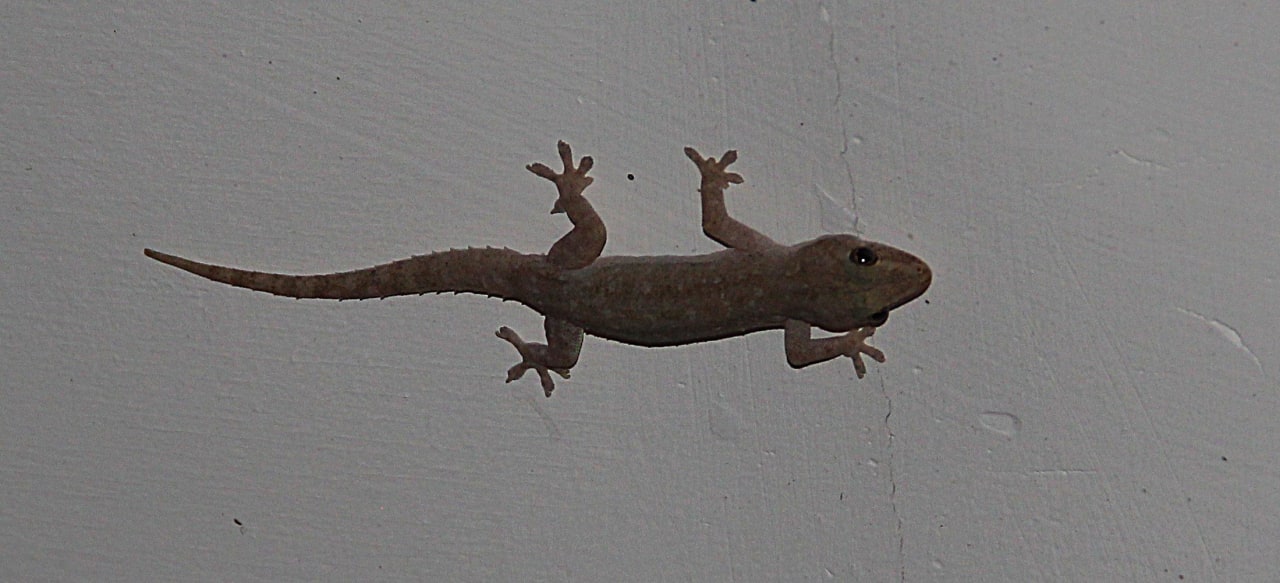 Asiatischer Hausgecko Adaaran Select Meedhupparu Island Resort - Premium All Inclusive