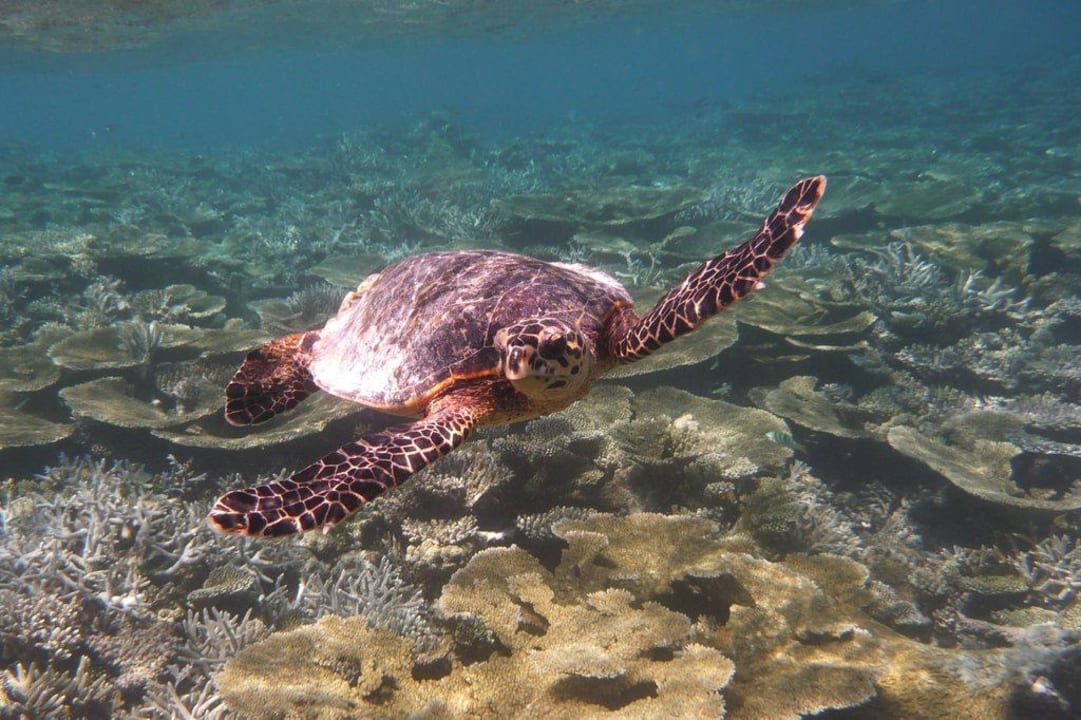Unterwasserwelt - Schildi Angaga Island Resort