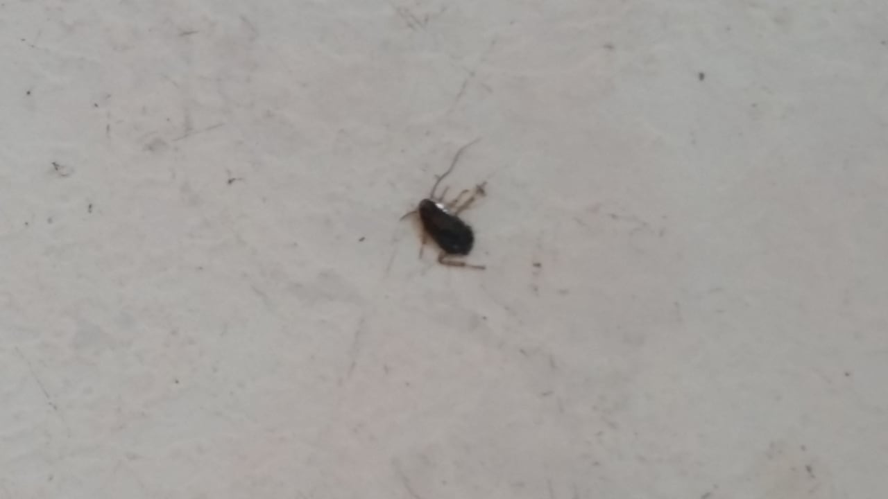 Zimmer Hotel Aslan City Kleopatra