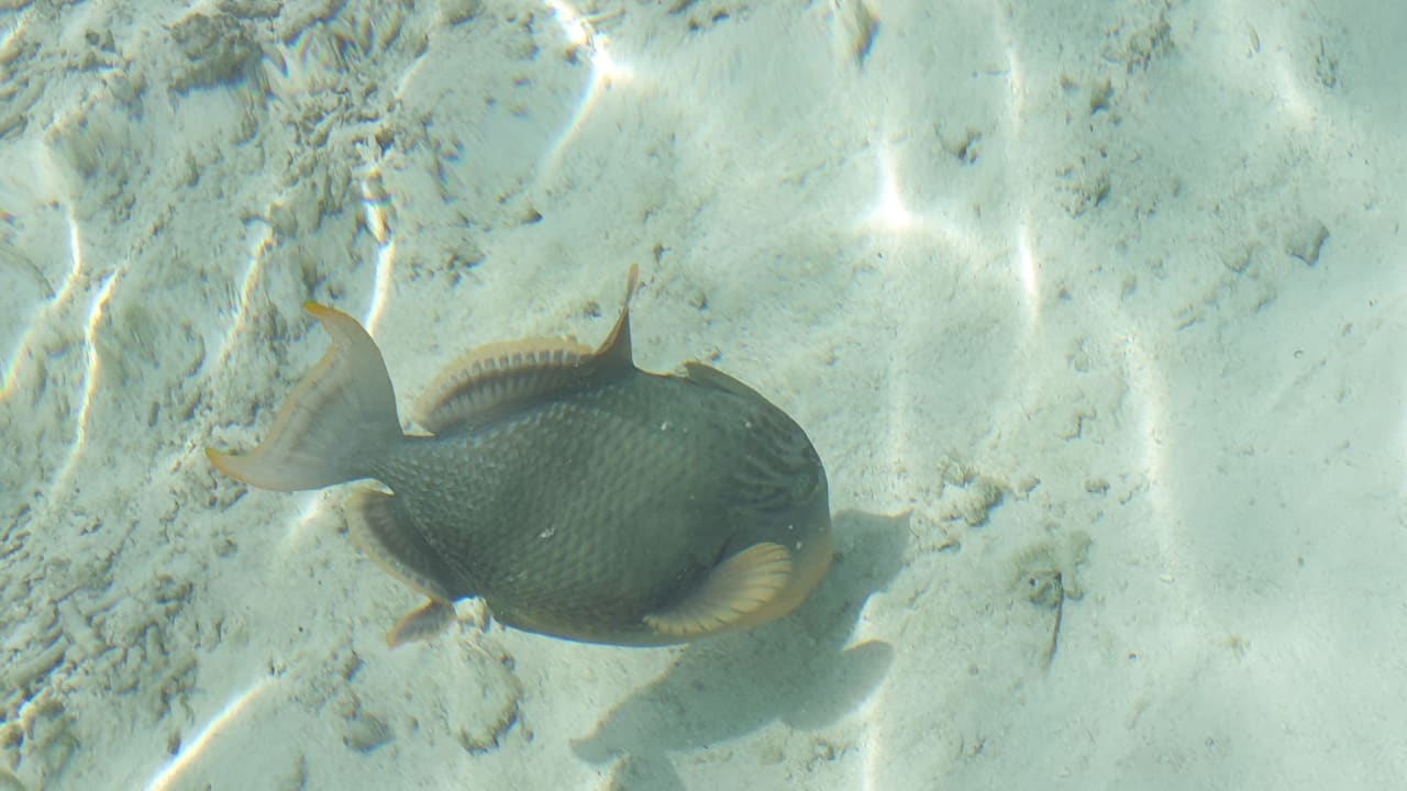 Strand Meeru Maldives Resort Island