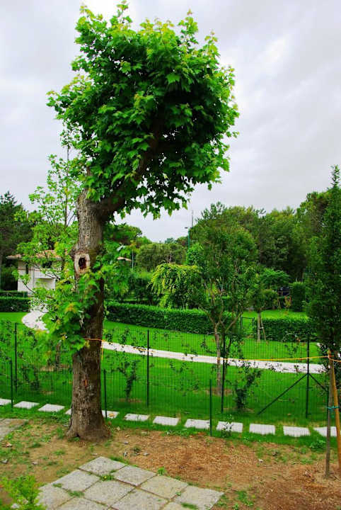 Die alten Bäume wurden entfernt Villa Erica