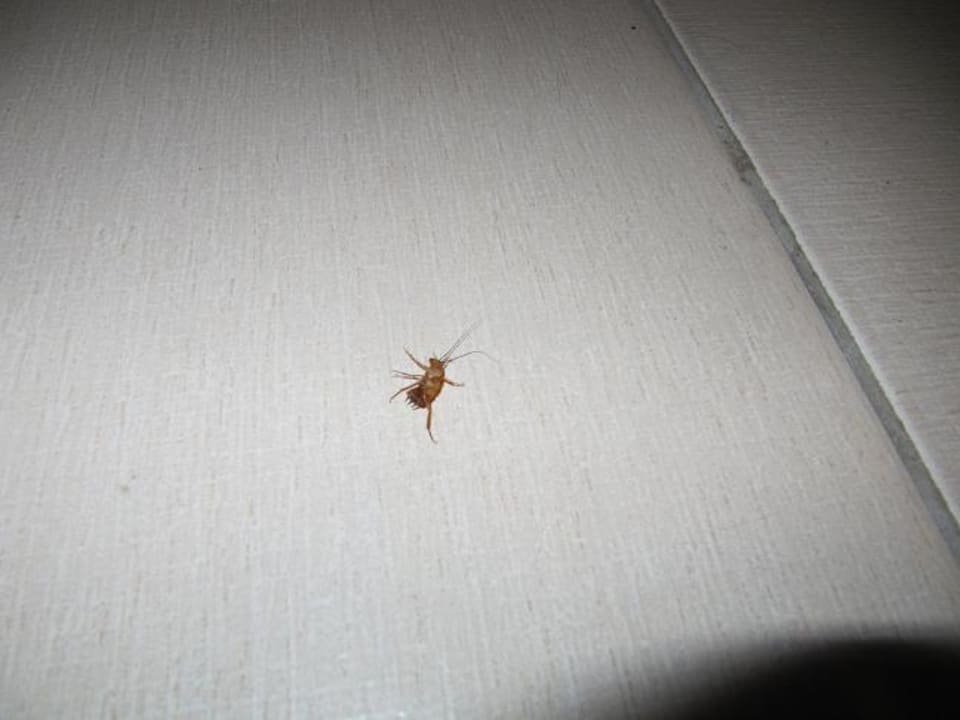 Kakerlake Kamelya Aishen Club