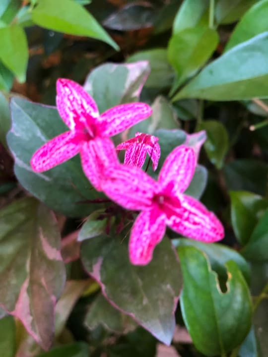 Gartenanlage Ocean Coral & Turquesa by H10