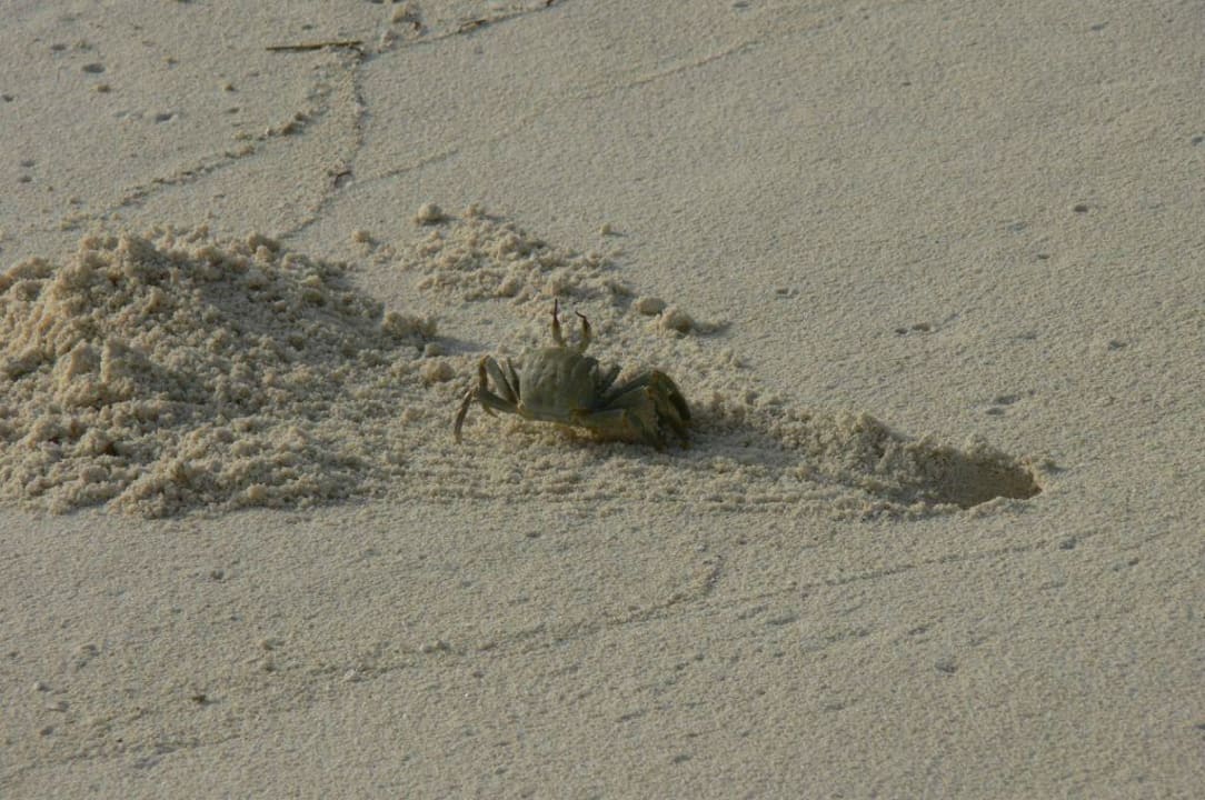 Krabbe bei Ausschachtarbeiten Summer Island Maldives