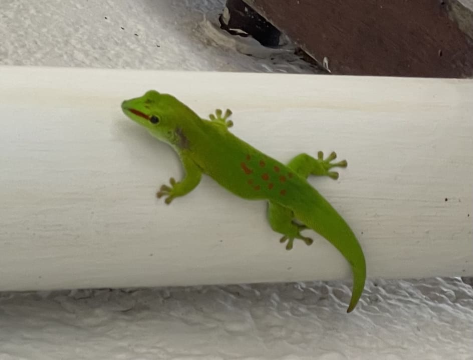 Gartenanlage Mauricia Beachcomber Resort & Spa