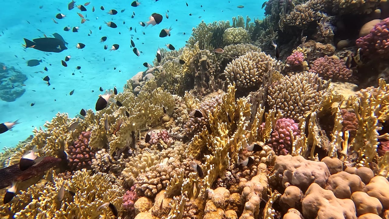 Sport & Freizeit Malikia Resort Abu Dabbab